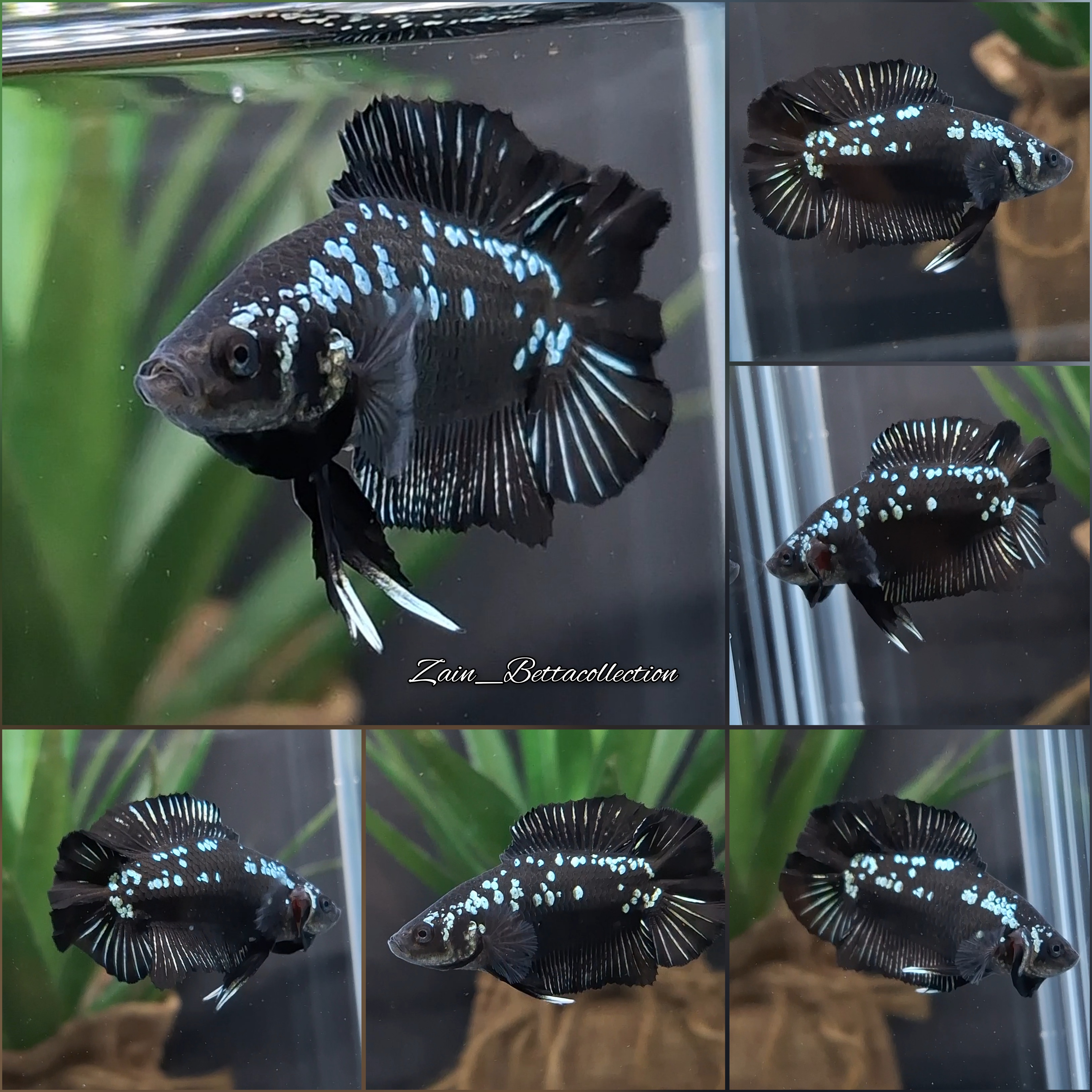 Buy Batman DTPK Betta Fish Male | Zain Betta from Largest Online